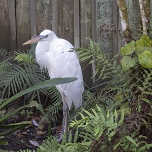 Great Blue Heron (white morph?)