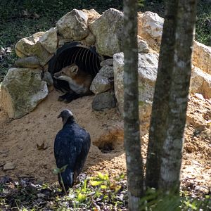 Red Fox and Black Vulture