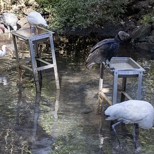 Water Birds and Black Vulture