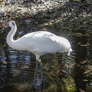 Whooping Crane