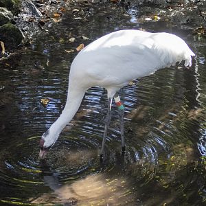 Whooping Crane