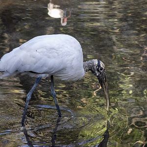 Wood Stork