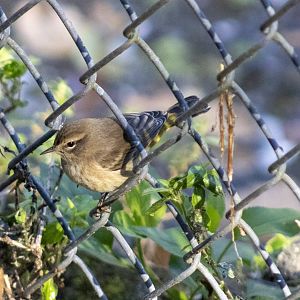 Palm Warbler