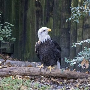 Bald Eagle