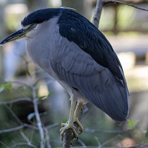 Black-crowned Night Heron
