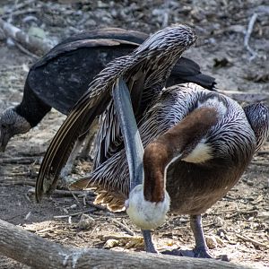 Preening Brown Pelican
