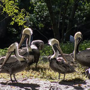 Brown Pelicans