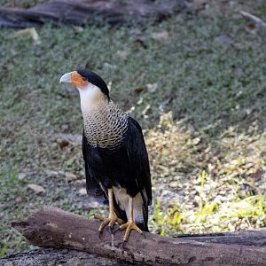 Crested Caracara
