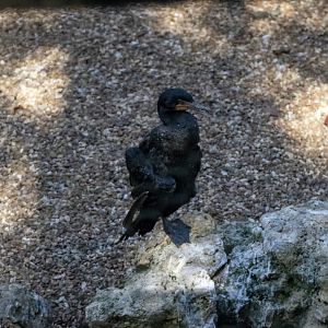 Double-crested Cormorant
