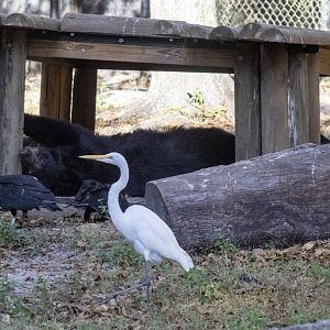 American Black Bear Exhibit