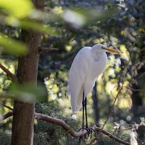 Great Egret