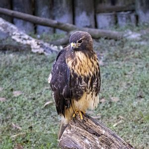 Red-tailed Hawk