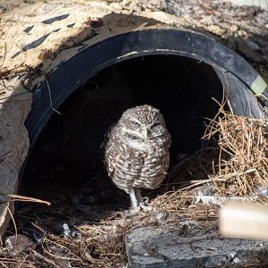 Burrowing Owl