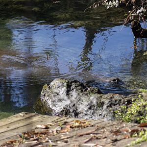 Manatee