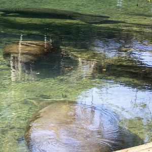 Manatees