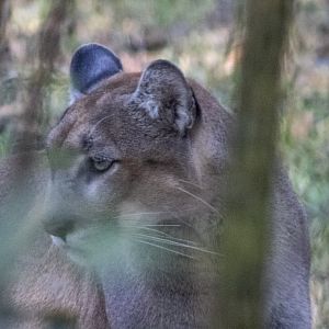 Florida Panther