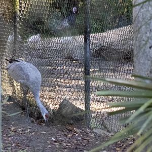 Sandhill Crane