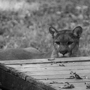 Florida Panther