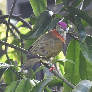 Superb Fruit Dove (Ptilinopus superbus)