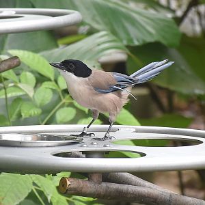 Iberian Magpie (Cyanopica cooki)