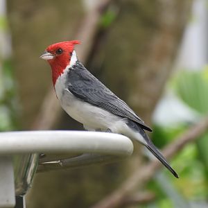 Red-creasted Cardinal (Paroaria coronata)