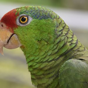 Red-crowned Amazon (Amazona viridigenalis)
