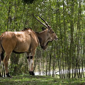 Giant Eland (taurotragus derbianus) 05/22