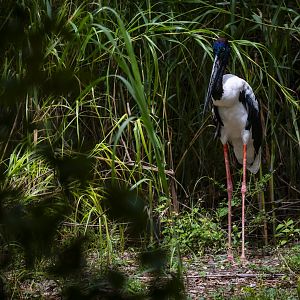 Black-Necked Stork (ephippiorhynchus asiaticus) 05/22