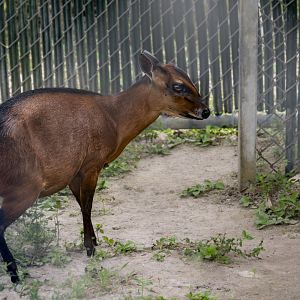 Bay Duiker (cephalophus dorsalis) 05/22 - Behind the scenes