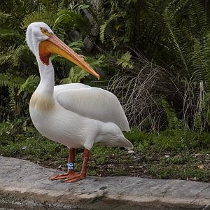 American White Pelican (pelecanus erythrorhynchos) 05/22