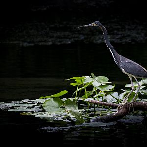 Tricolored Heron (egretta tricolor) 05/22