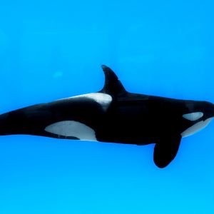 Killer Whale (orcinus orca) 06/22