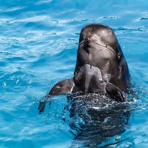 Short-Finned Pilot Whale (globicephala macrorhynchus) 06/22