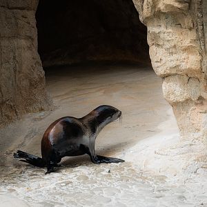Guadalupe Fur Seal (arctocephalus townsendi) 06/22