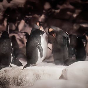 Adelie Penguin (pygoscelis adeliae) 06/22