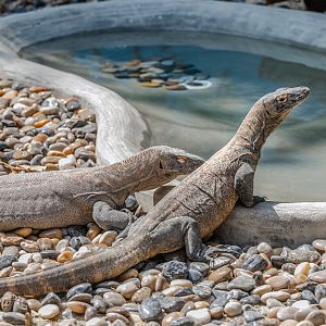 Komodo dragon (subadult)