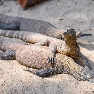Komodo dragon (subadult)