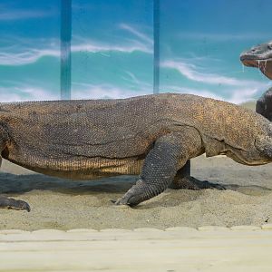 Komodo dragon (adult male)