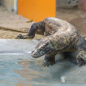 Komodo dragon (adult female)
