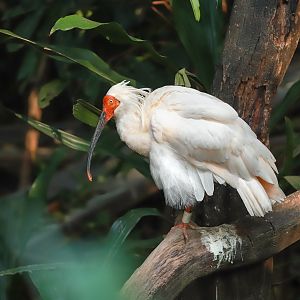 Crested ibis