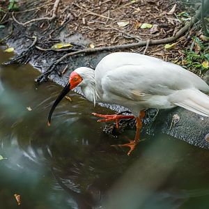 Crested ibis