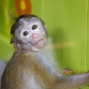 Toque macaque