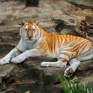 Golden tiger