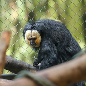 White-faced saki
