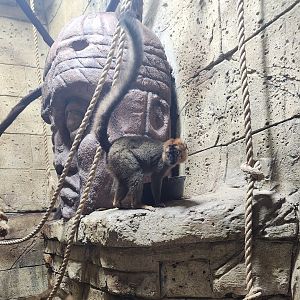 Rainforest Adventures - Red-fronted Lemur