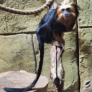 Rainforest Adventures - Golden-headed Lion Tamarin