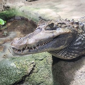 Rainforest Adventures - Spectacled Caiman
