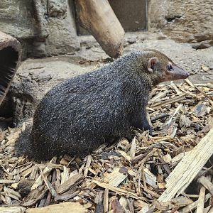 Rainforest Adventures - Common Kusimanse