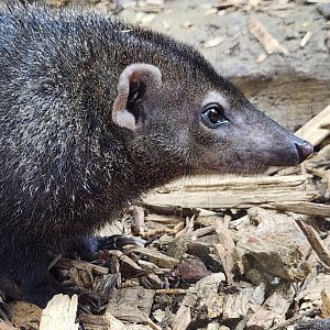 Rainforest Adventures - Kusimanse closeup