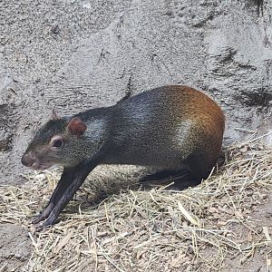 Rainforest Adventures - Common Agouti